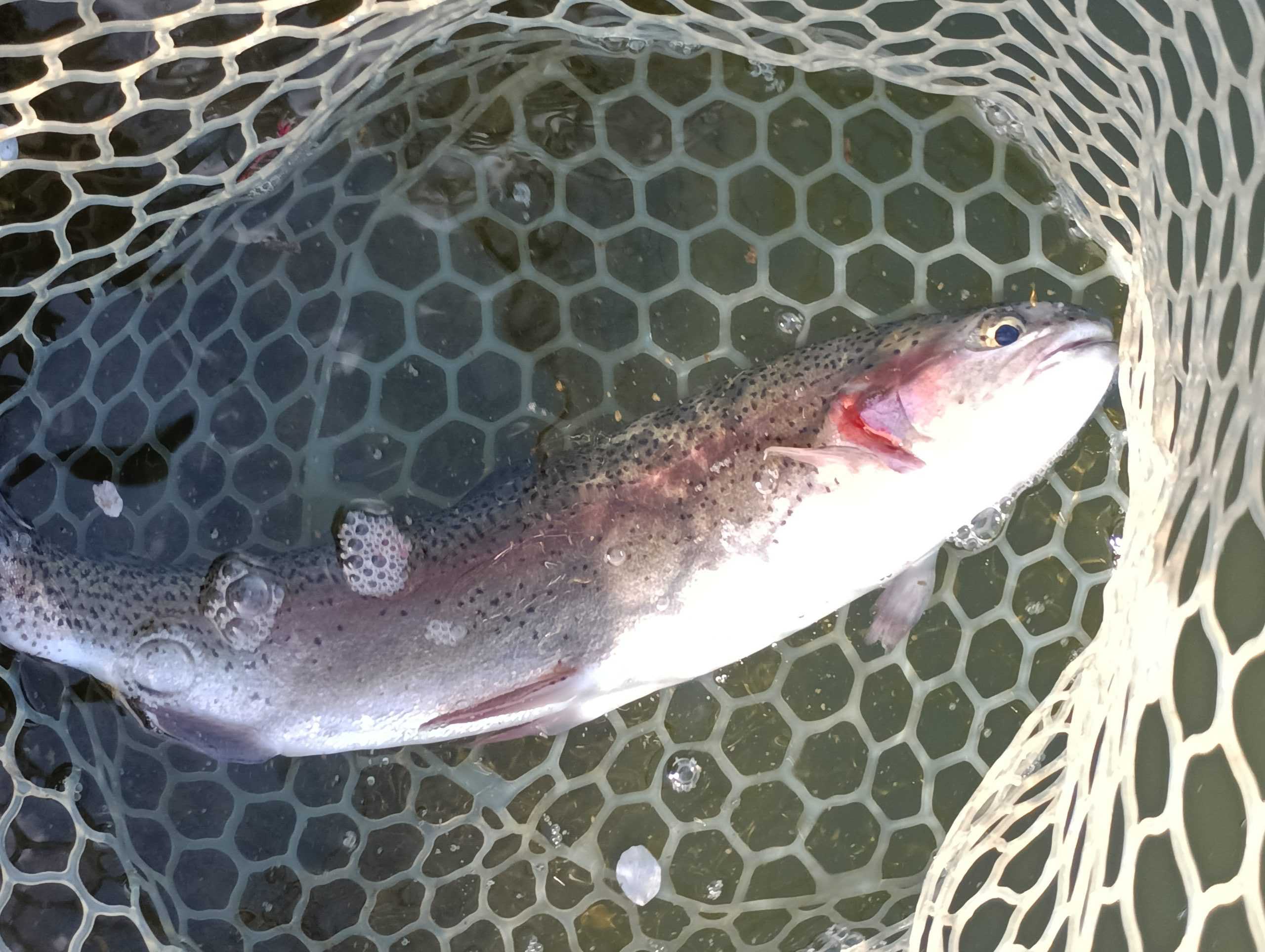 4月11日（土）三鷹市　くにザイルさん