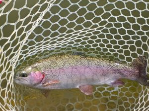 4月19日（日）三鷹市　くにザイルさん