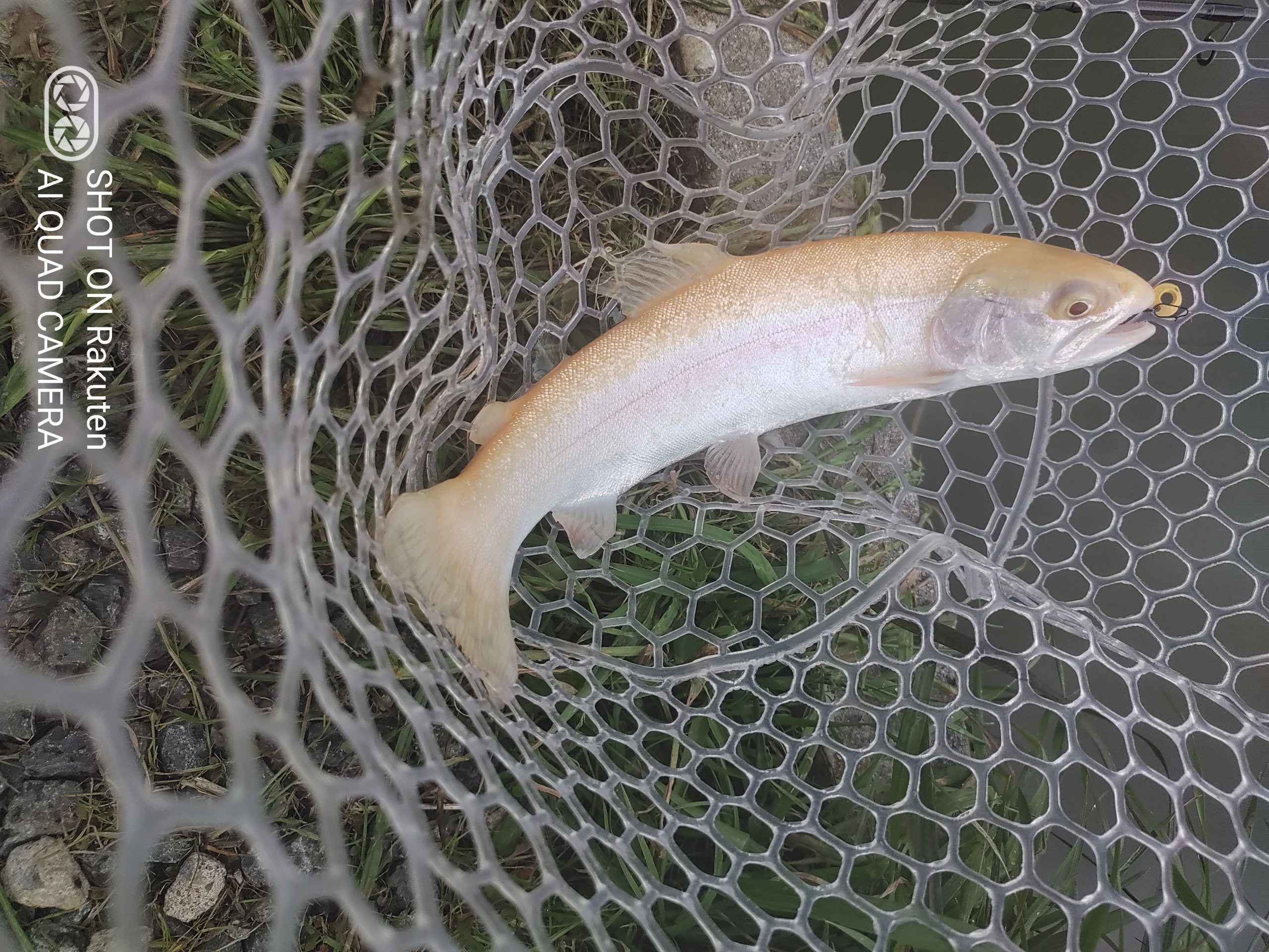 4月29日（水）相模原市　イトウハンターさん