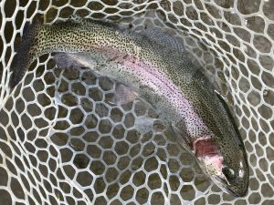 3月31日（火）日野市　オグさん