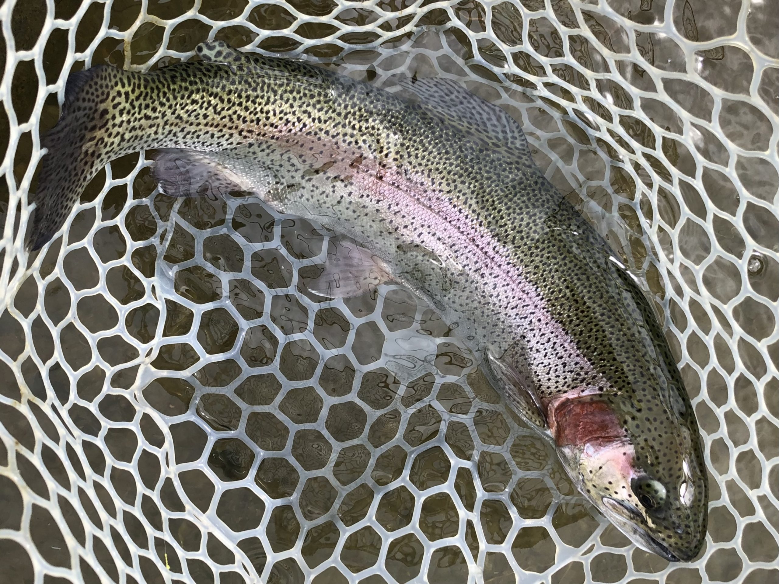 3月31日（火）日野市　オグさん