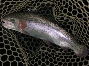 4月18日（土）日野市　オグさん