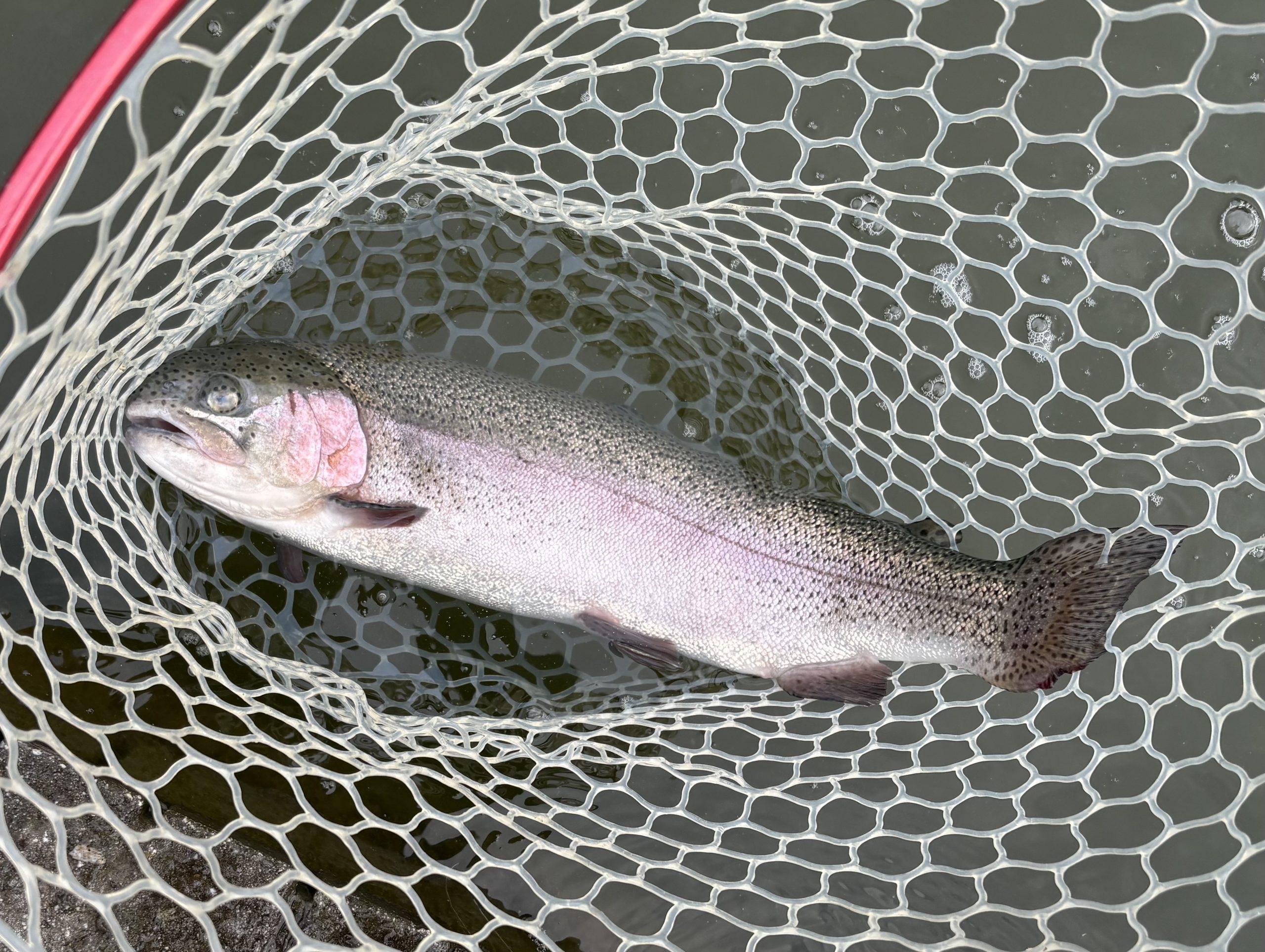 4月17日(金)　小平市　MORIさん