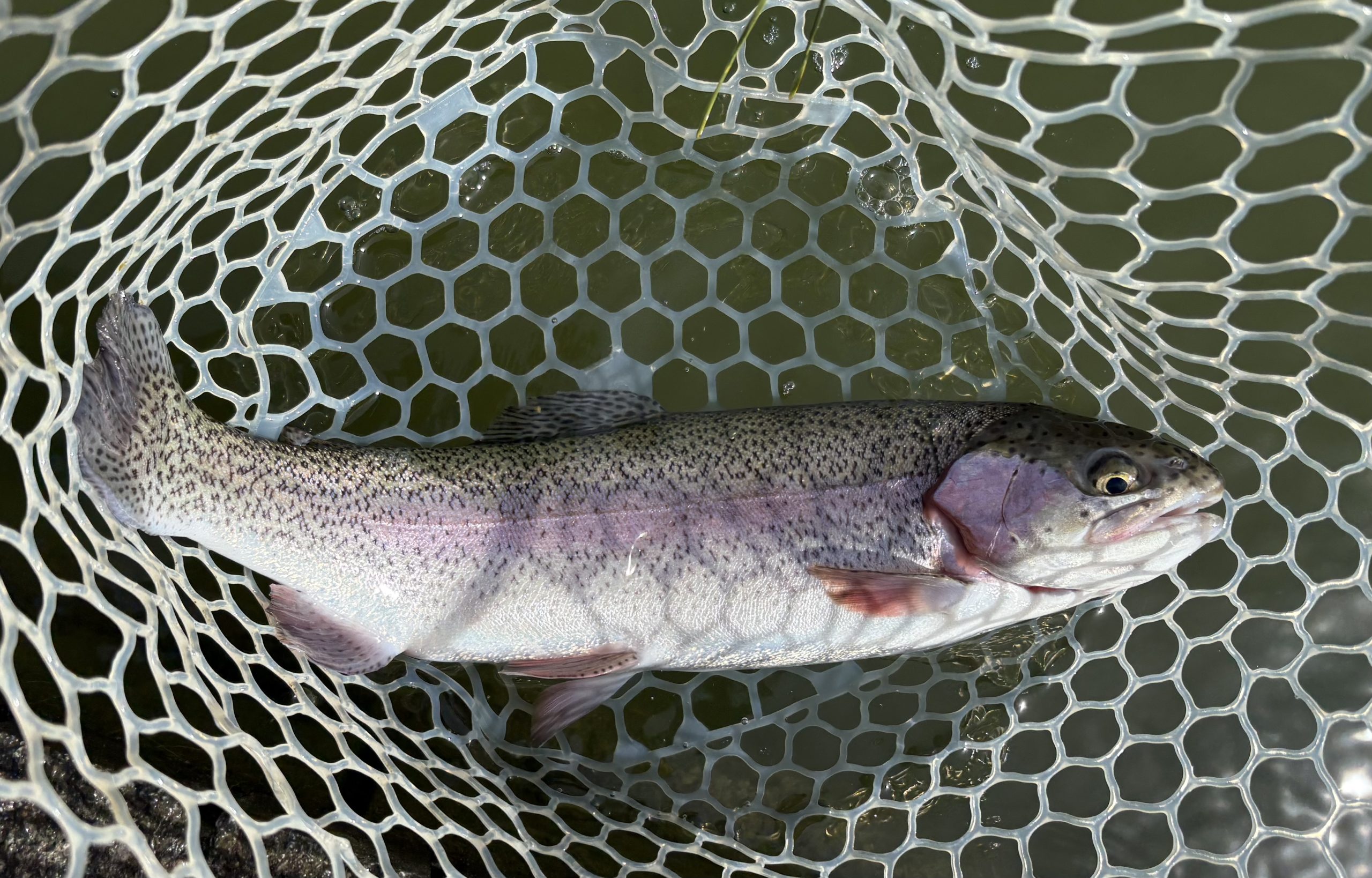 4月22日（水）小平市　MORIさん