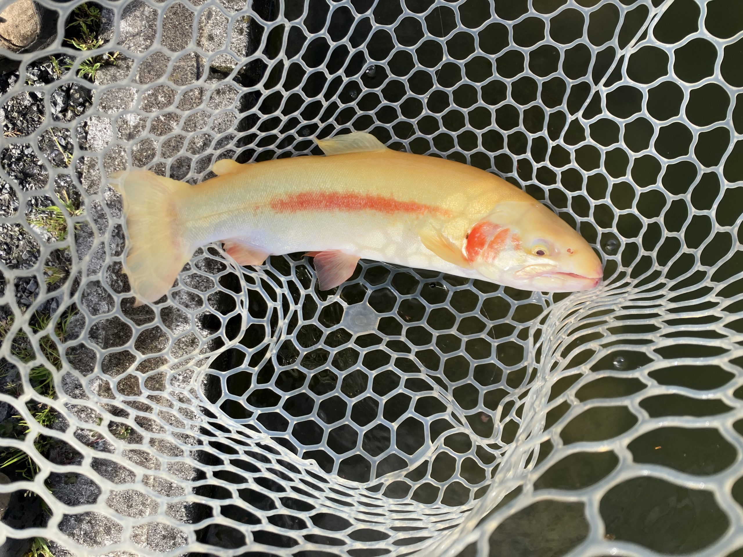 4月18日（土）羽村市　うにねこさん