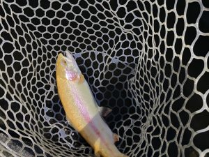 4月4日(土)　武蔵村山市　つきてくさん