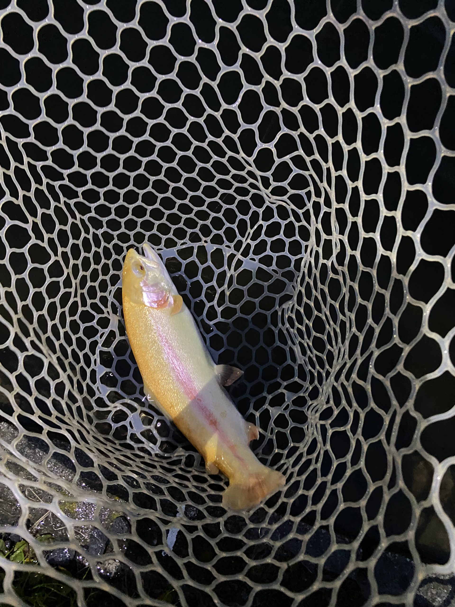 4月4日(土)　武蔵村山市　つきてくさん