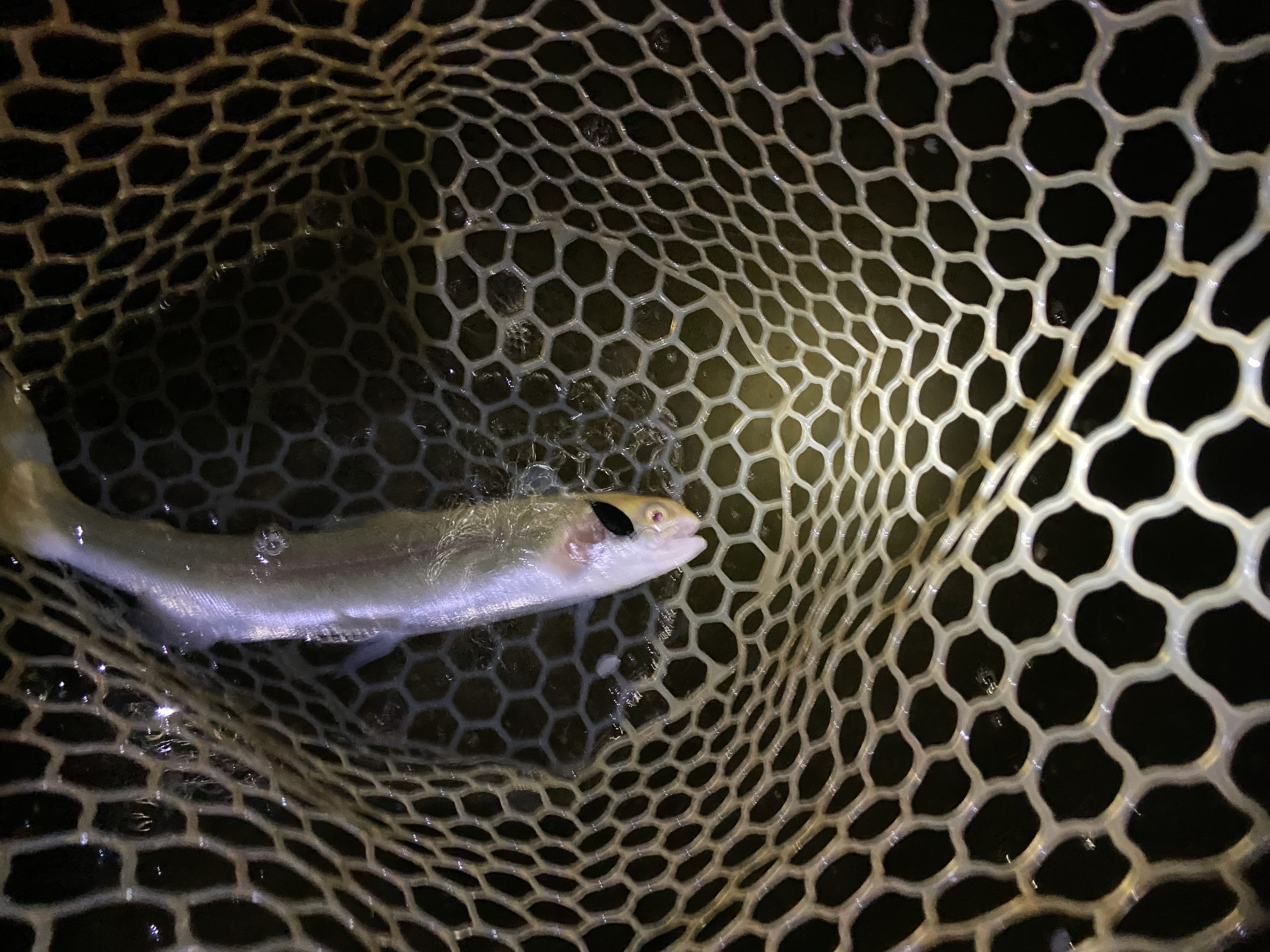 4月11日（土）　武蔵村山市　つきてくさん