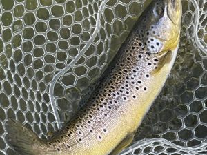 4月19日（日）青梅市　しもしゃんさん