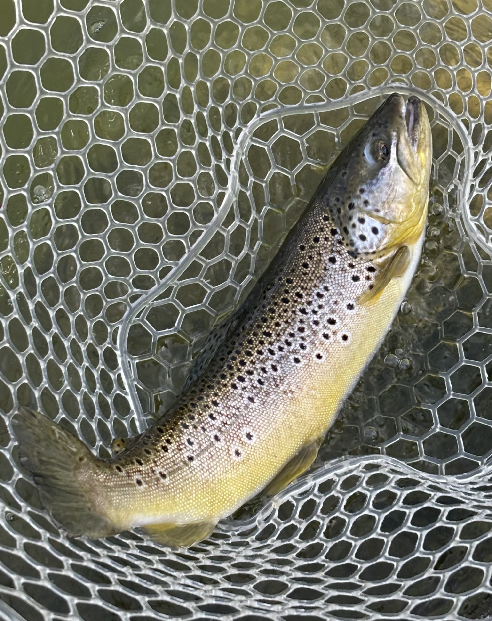 4月19日（日）青梅市　しもしゃんさん