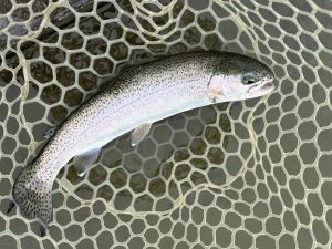 4月24日(金)青梅市 しもしゃんさん