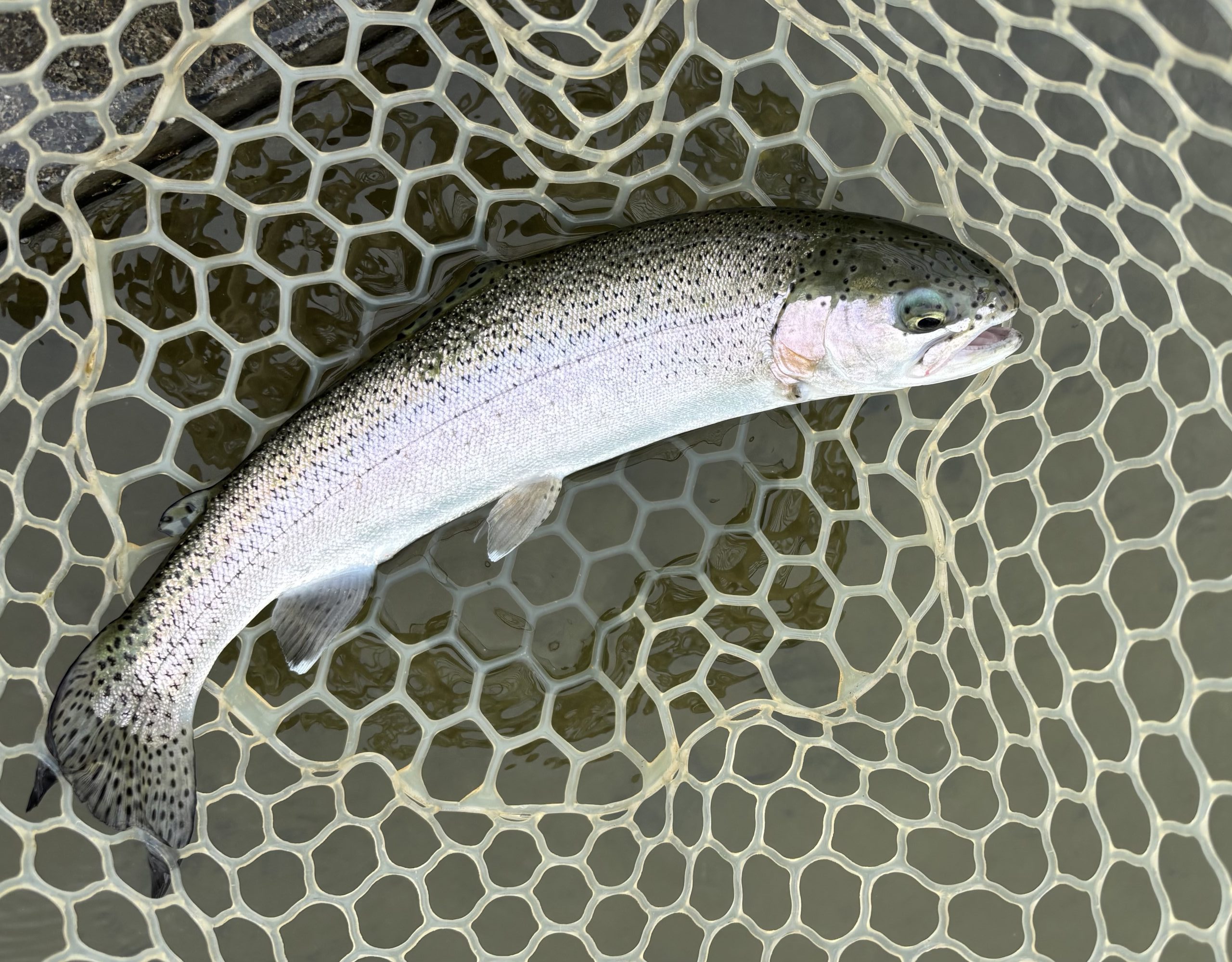 ４月24日（金）青梅市　しもしゃんさん