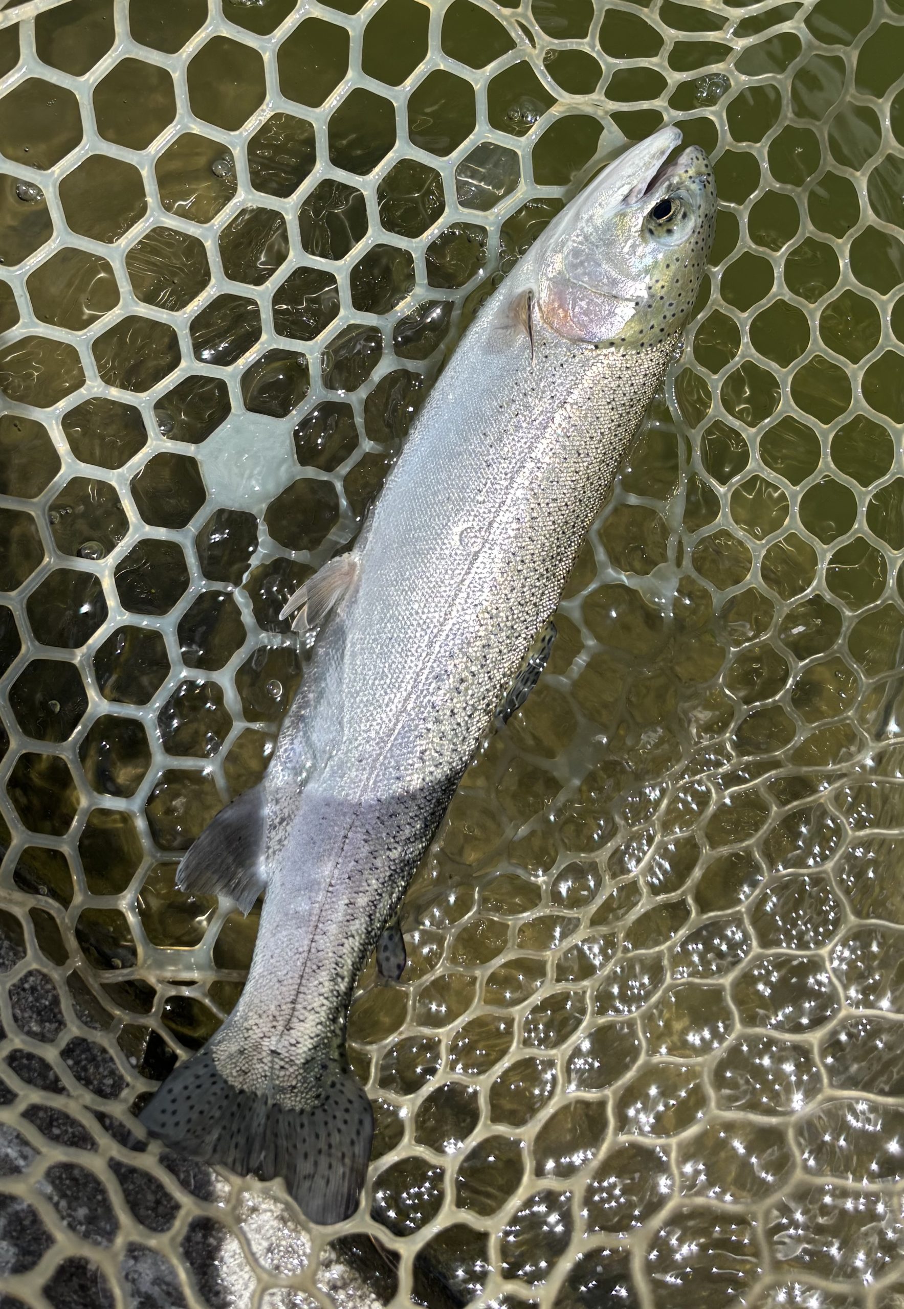 4月27日(月)　青梅市　しもしゃんさん