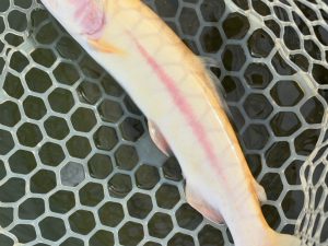 4月29日（水）青梅市　しもしゃんさん