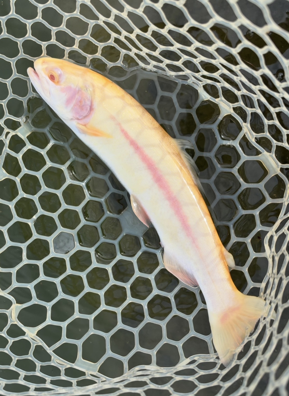 4月29日（水）青梅市　しもしゃんさん