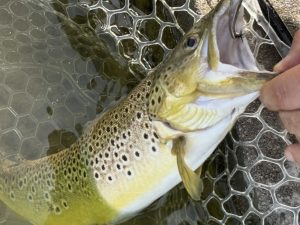 4月30日（木）青梅市　しもしゃんさん