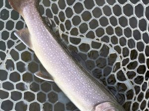 4月8日（水）　青梅市　鈴木さん