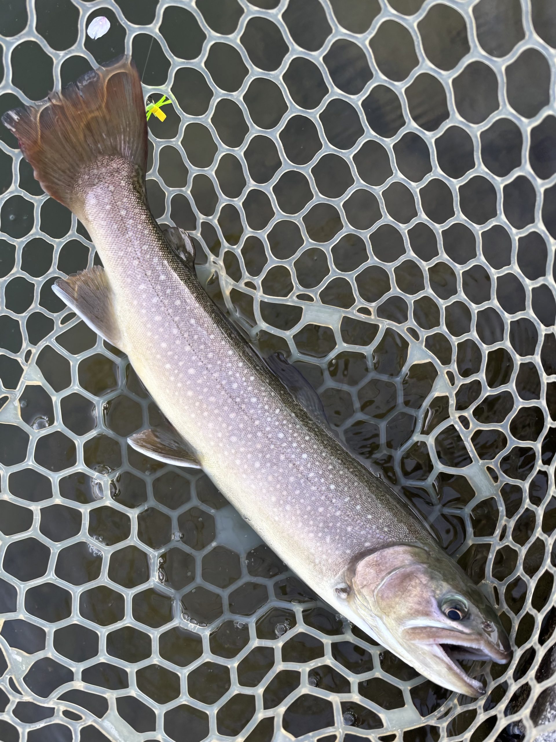 4月8日（水）　青梅市　鈴木さん