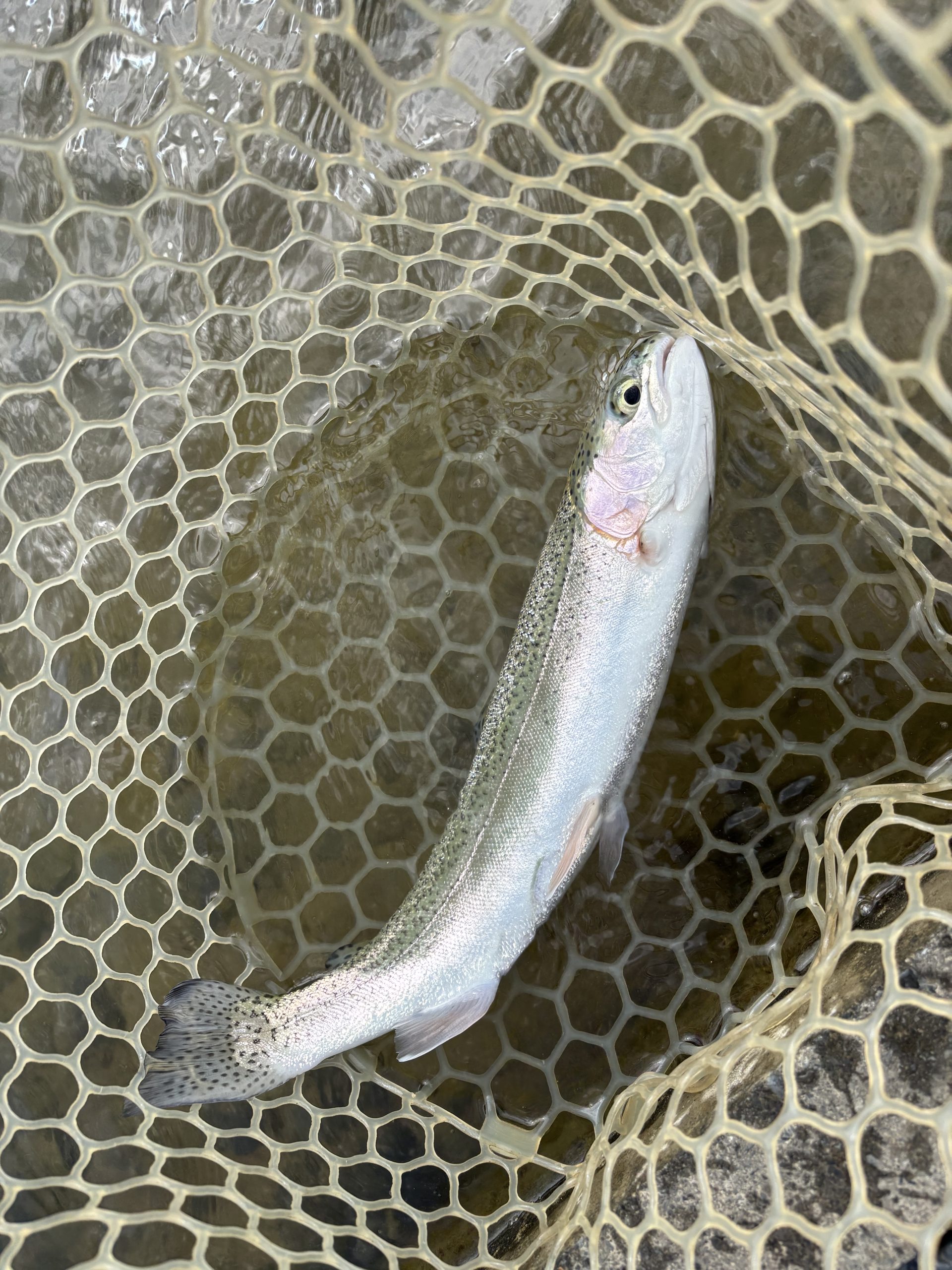 4月10日（金）青梅市　鈴木さん