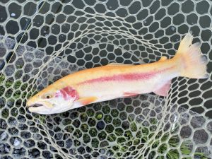 4月12日（日）青梅市　鈴木さん