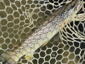 4月19日（日）青梅市　鈴木さん