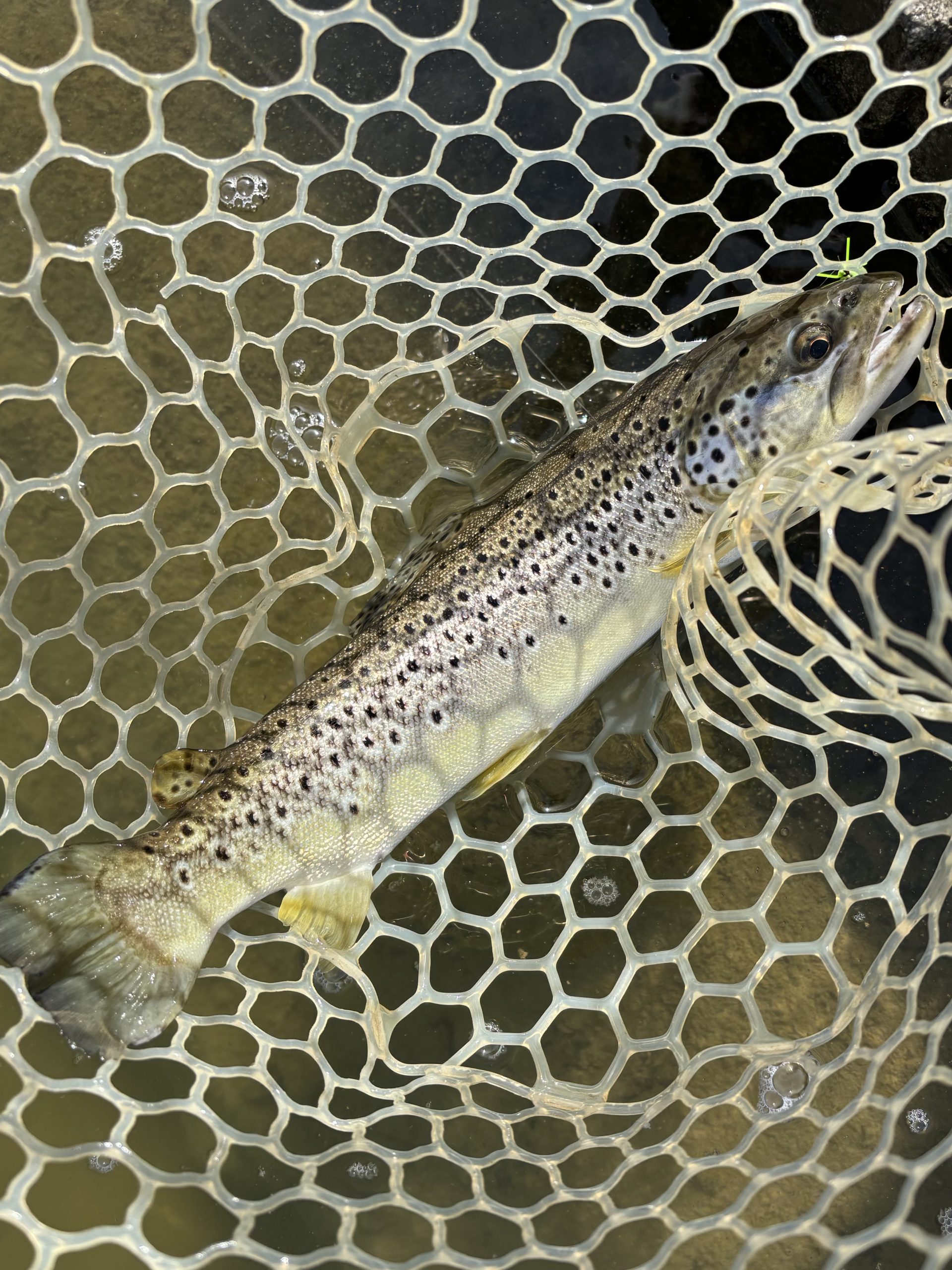 4月19日（日）青梅市　鈴木さん
