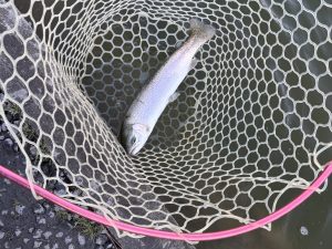 4月12日（日）入間市　大西さん