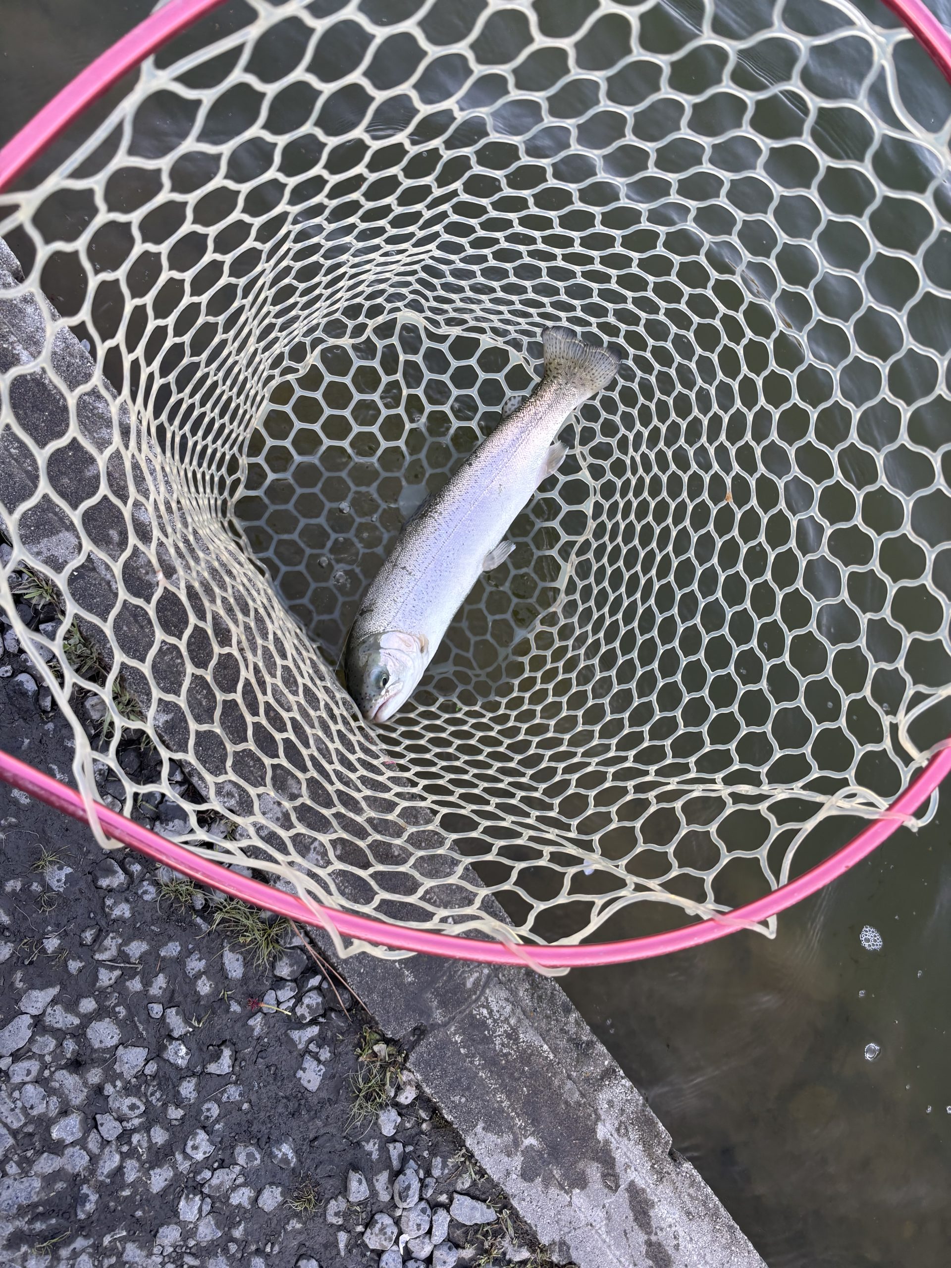 4月12日（日）入間市　大西さん