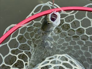 4月6日（月）八王子市　マーポーさん