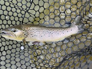 4月1日(水)　青梅市　ヤッチャンさん