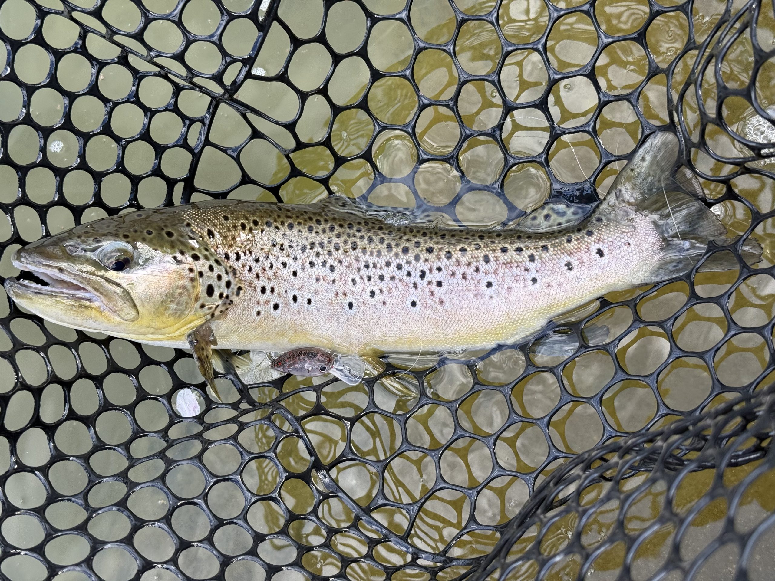 4月1日(水)　青梅市　ヤッチャンさん