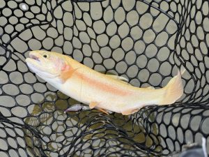 4月5日（日）青梅市　ヤッチャンさん