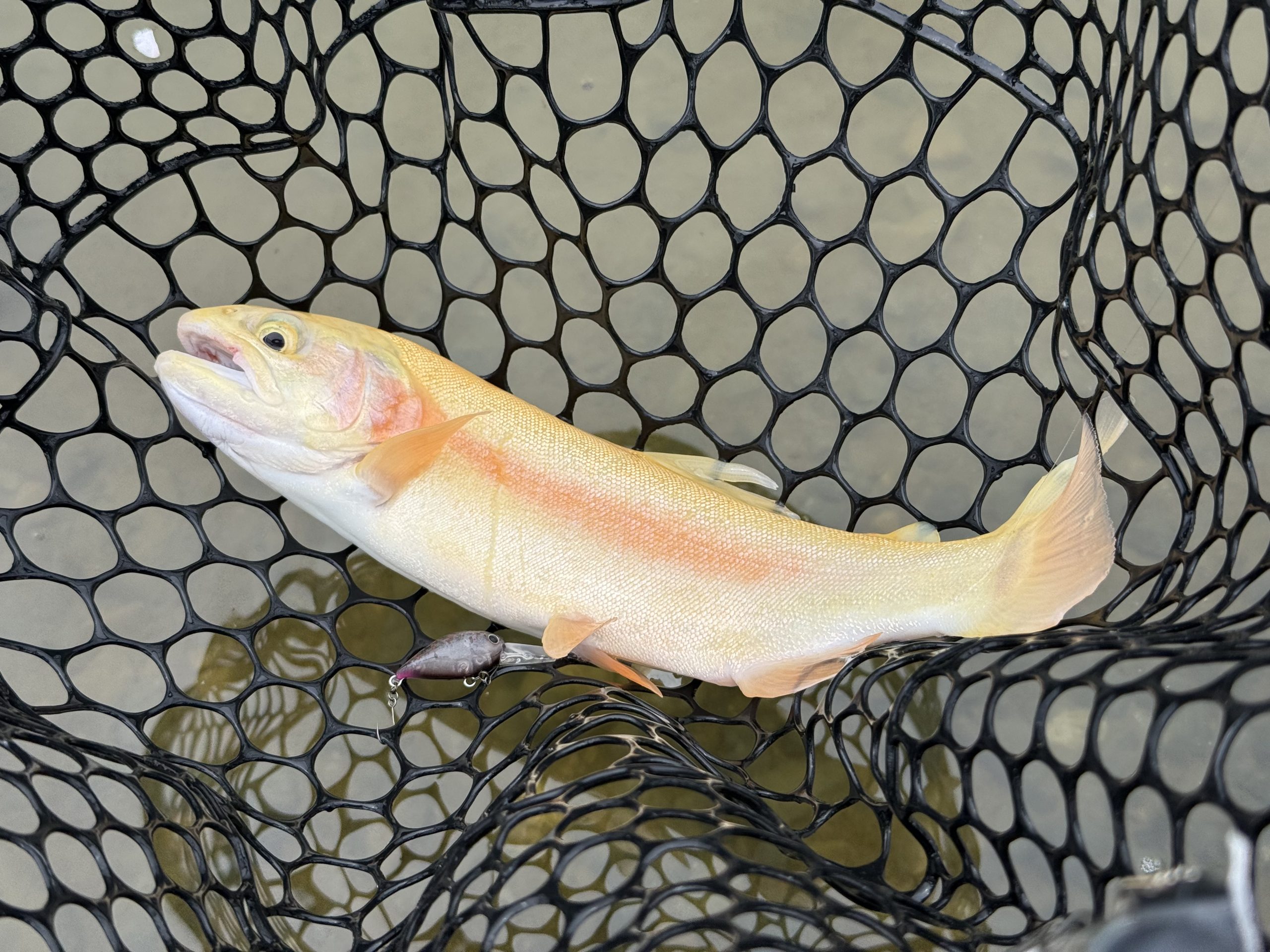 4月5日（日）青梅市　ヤッチャンさん