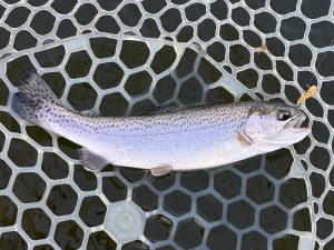 4月8日（水）青梅市　ヤッチャンさん