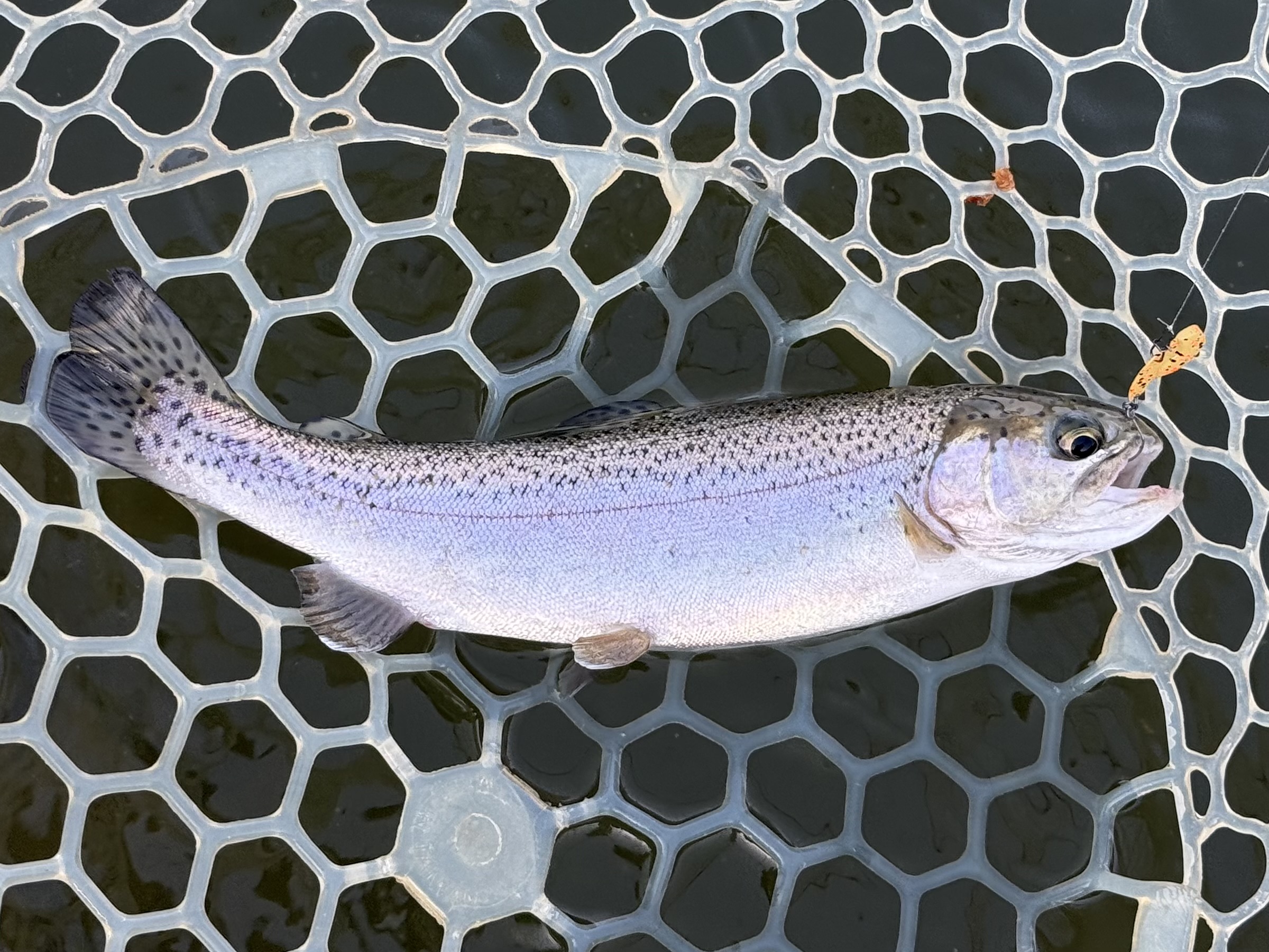 4月8日（水）青梅市　ヤッチャンさん