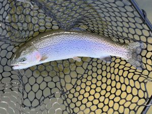 4月13日（月）青梅市　ヤッチャンさん