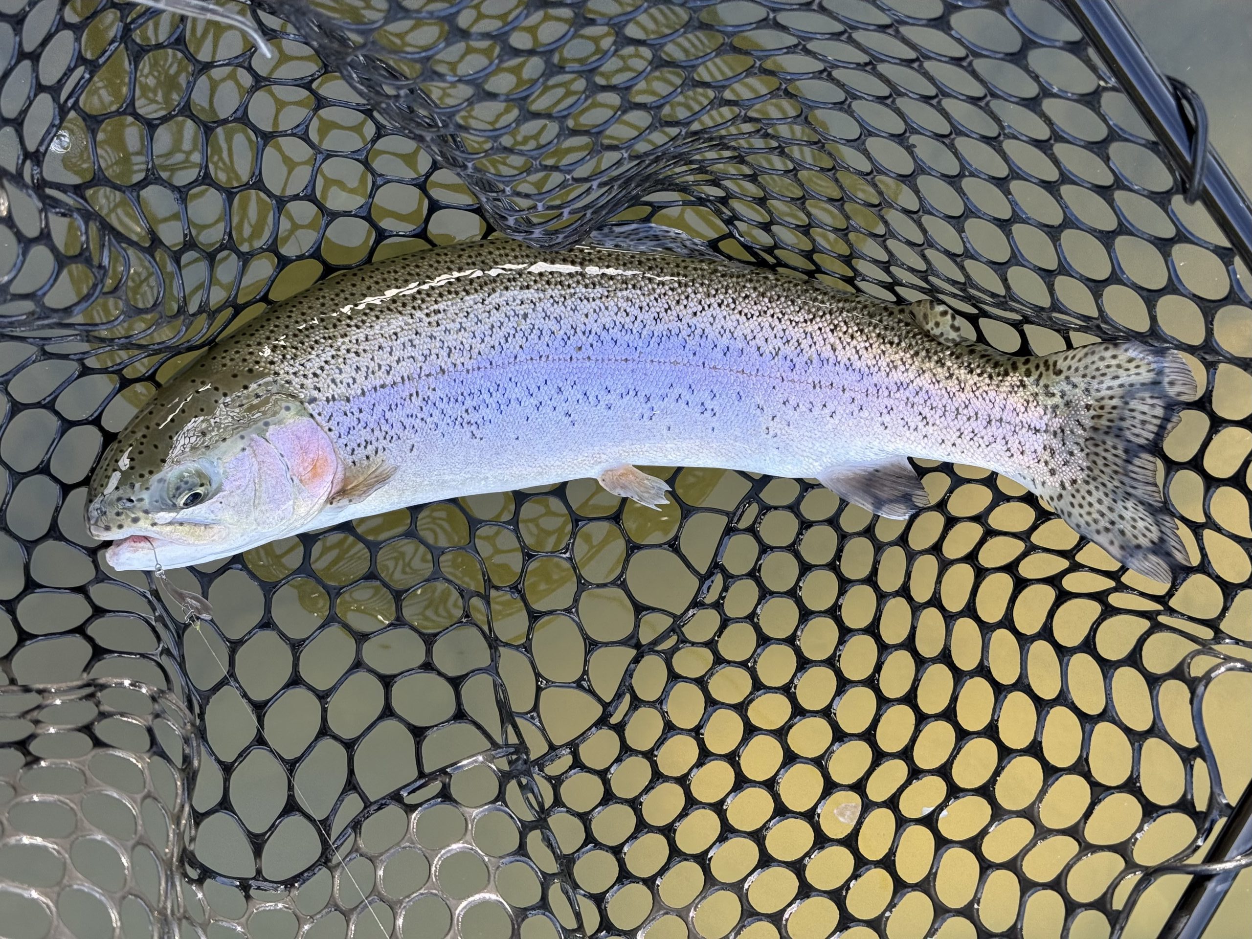 4月13日（月）青梅市　ヤッチャンさん