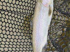 4月17日(金)　青梅市　ヤッチャンさん