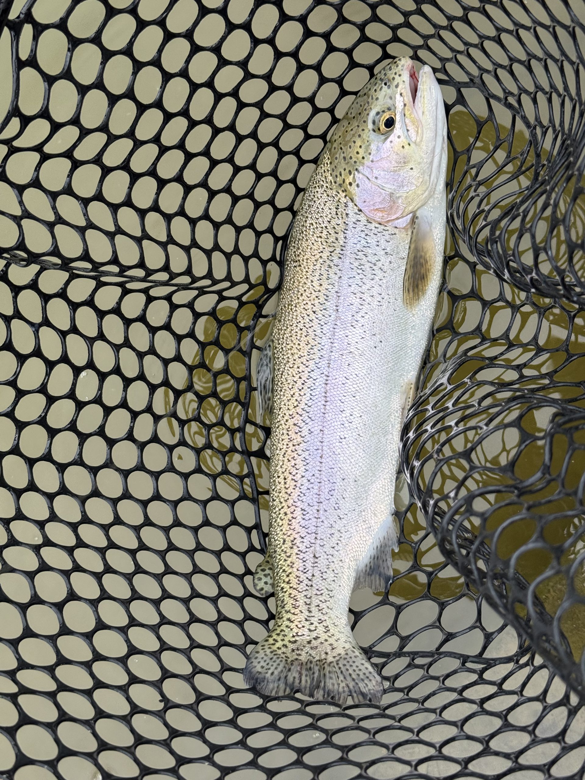 4月17日(金)　青梅市　ヤッチャンさん