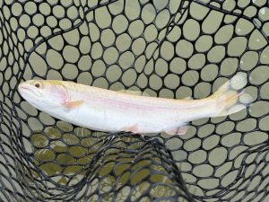 4月26日(日)　青梅市　ヤッチャンさん