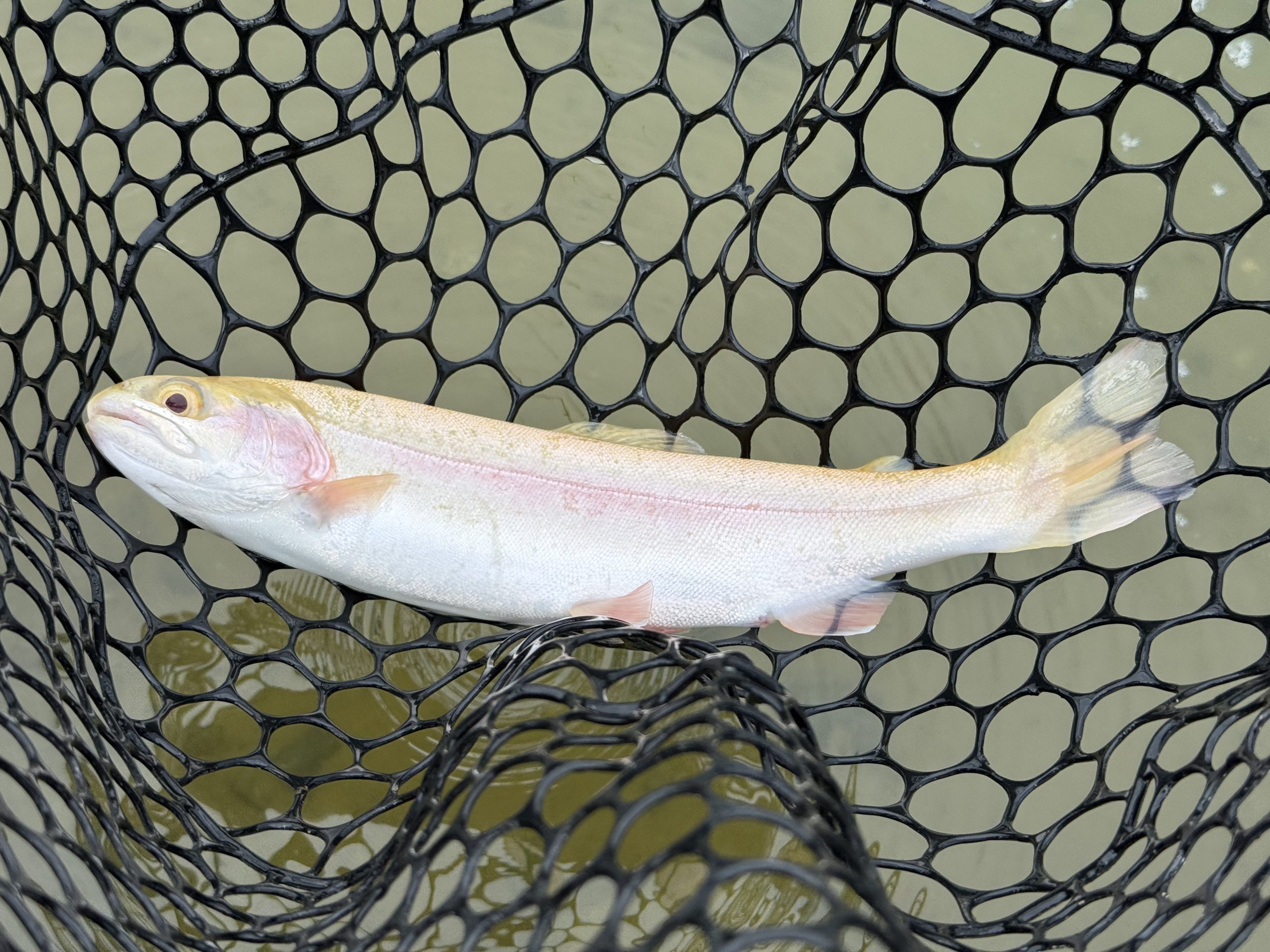 4月26日(日)　青梅市　ヤッチャンさん