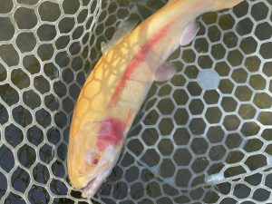 4月17日(金)　大和市　ゆうじさん