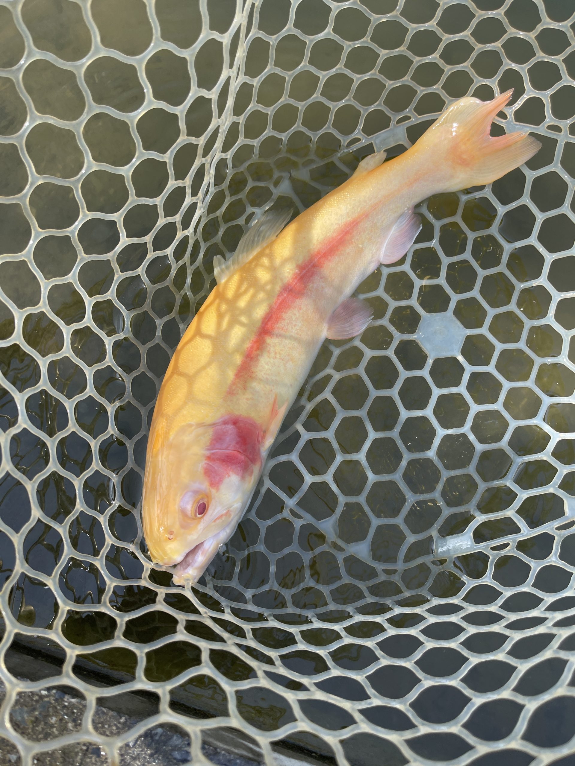 4月17日(金)　大和市　ゆうじさん