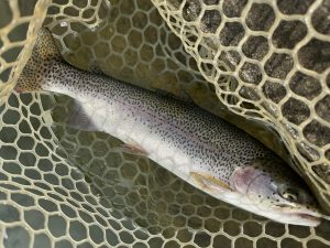 4月5日（日）小平市　にけるさん