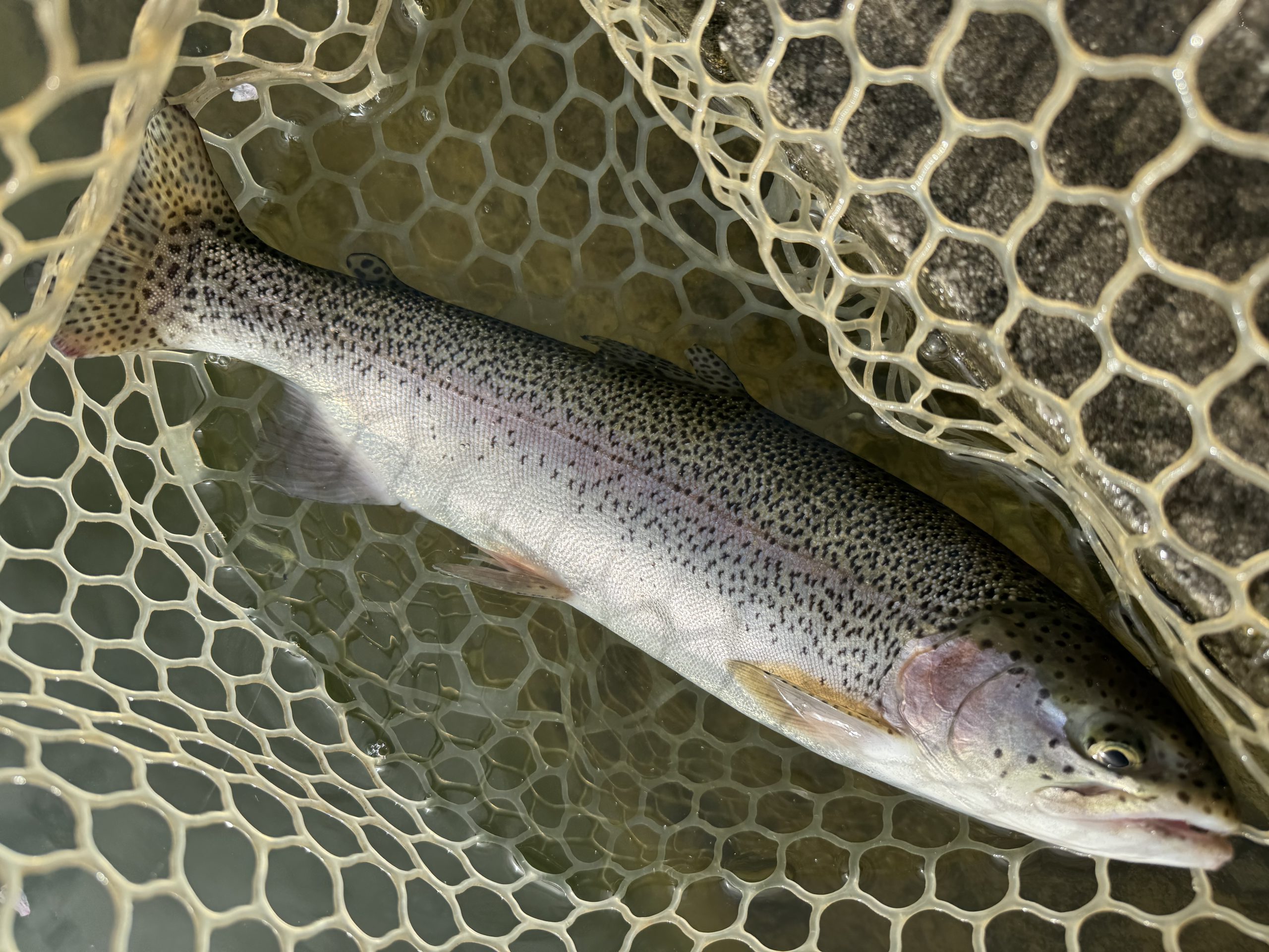 4月5日（日）小平市　にけるさん