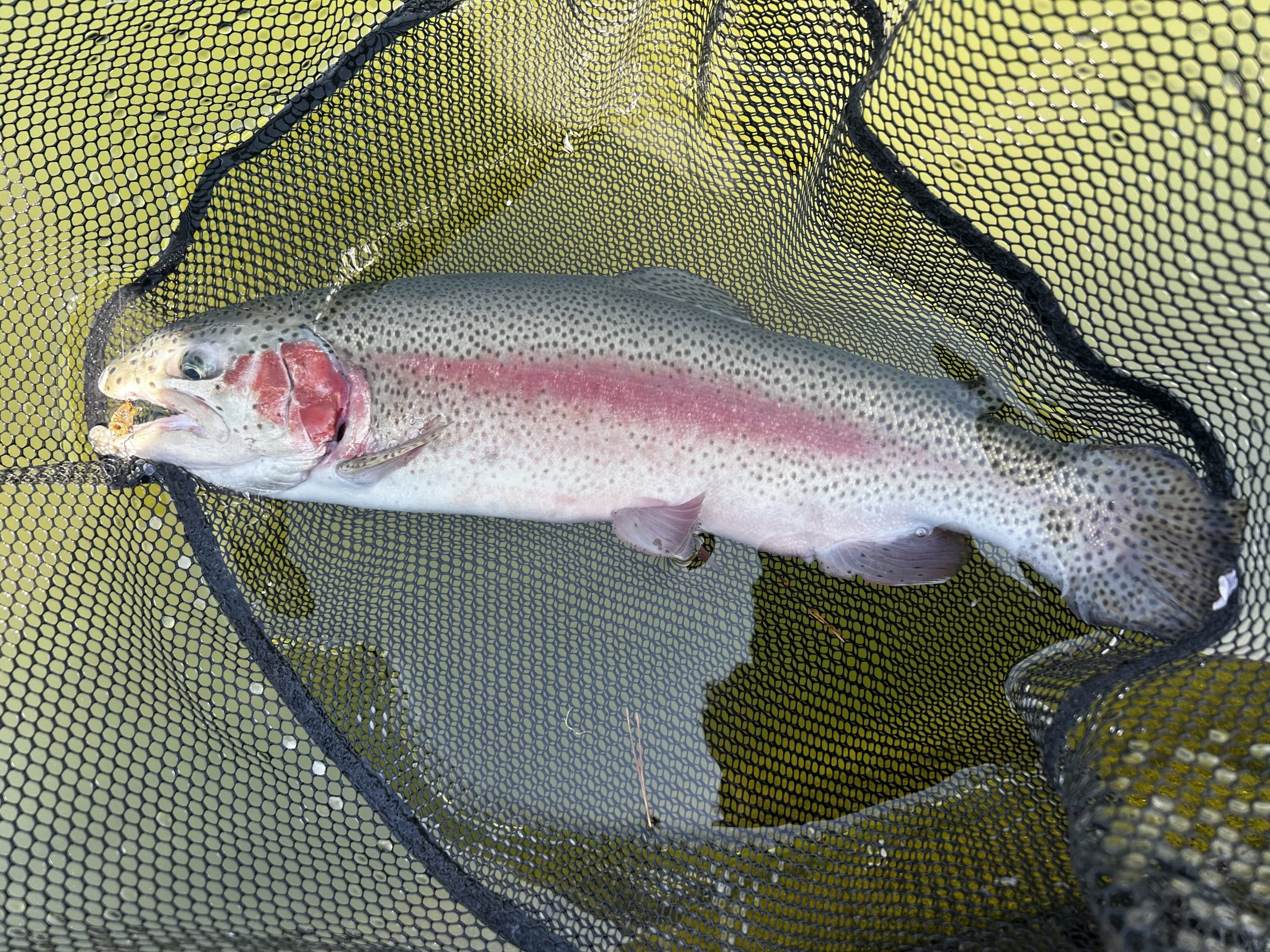 4月3日（金）町田市　から揚げ班長さん