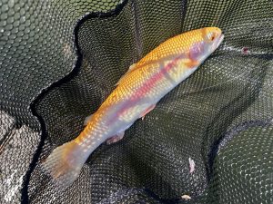 4月12日（日）町田市　から揚げ班長さん