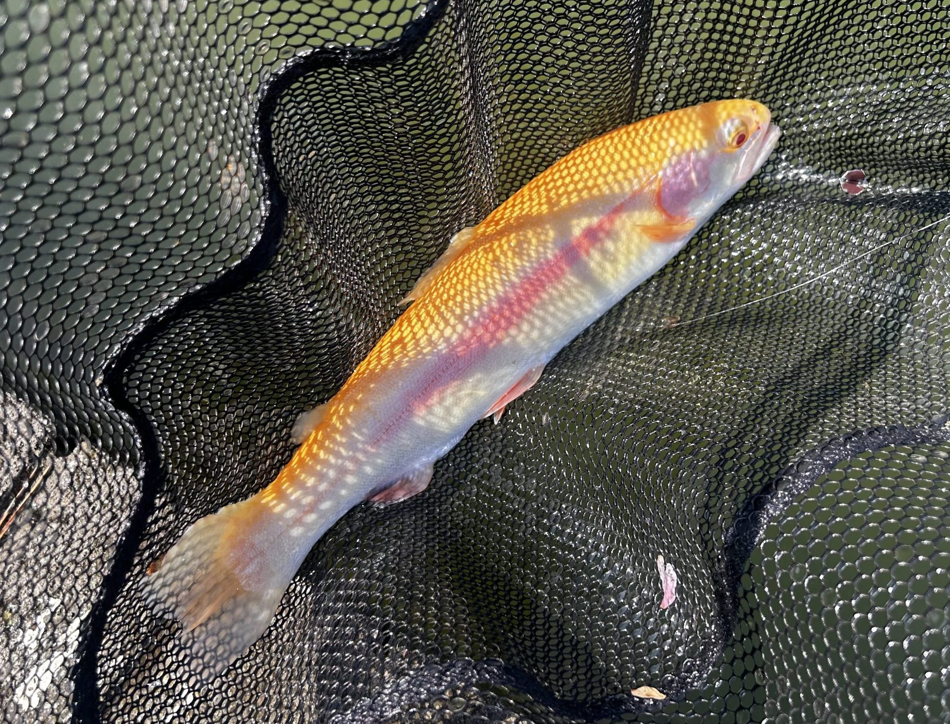 4月12日（日）町田市　から揚げ班長さん