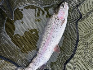 4月17日(金)　町田市　から揚げ班長さん