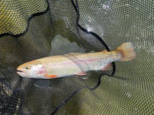 4月26日(日)　町田市　から揚げ班長さん